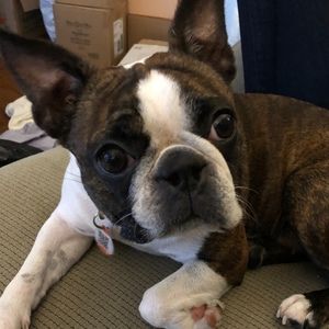 Meet your Posher, Frank